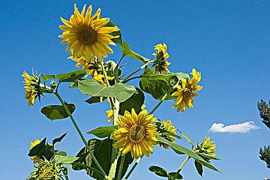 《三国志14》与NIJISANJI旗下VTuber合作 推出新武将