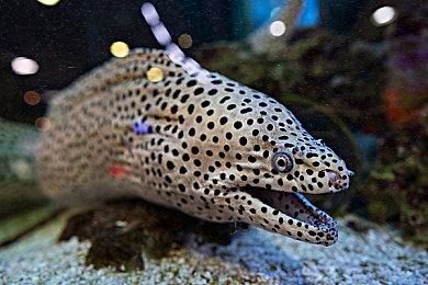 高能游戏节：国风战役策略游戏《横戈》新预告